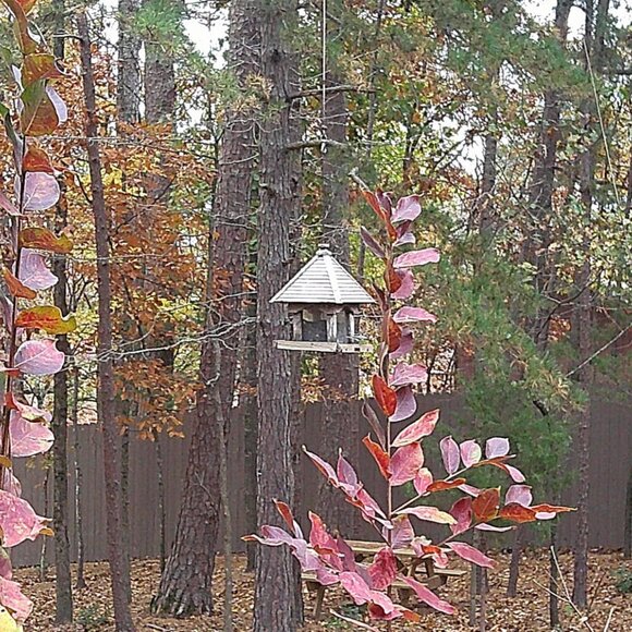 4K Digital Camera Photography- 56MP Autofocus Vlogging Point & Shoot Camera - Picture 4 of 4